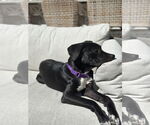 Small #9 American Pit Bull Terrier-Labrador Retriever Mix
