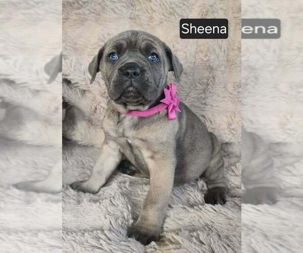 Medium Photo #2 Cane Corso Puppy For Sale in MINERAL WELLS, WV, USA