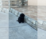 Small Photo #13 ShihPoo Puppy For Sale in TAMPA, FL, USA