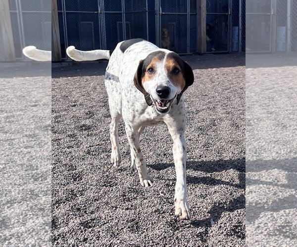 Medium Photo #4 Mutt Puppy For Sale in Webster, WI, USA