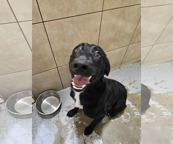 Medium Photo #2 Labrador Retriever-Unknown Mix Puppy For Sale in San Diego, CA, USA