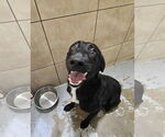 Small #1 Labrador Retriever Mix