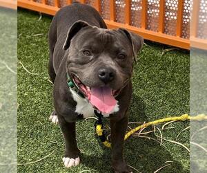 Mutt Dogs for adoption in Las Vegas, NV, USA