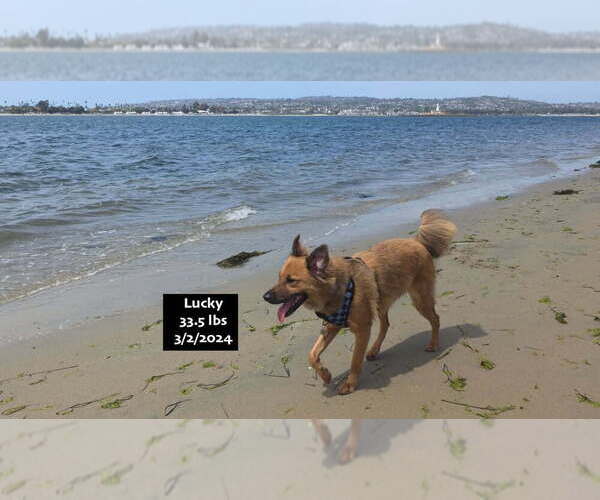 Medium Photo #2 Mutt Puppy For Sale in West Hollywood, CA, USA