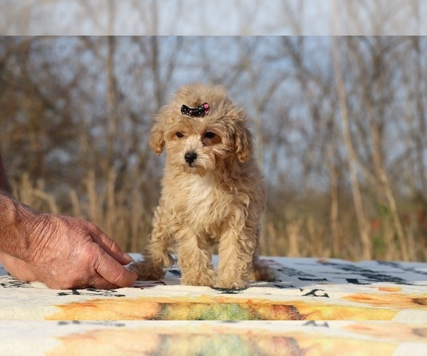 Medium Photo #6 Poodle (Toy) Puppy For Sale in DYERSBURG, TN, USA