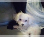 Small #1 Maltese