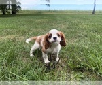 Small #12 Cavalier King Charles Spaniel