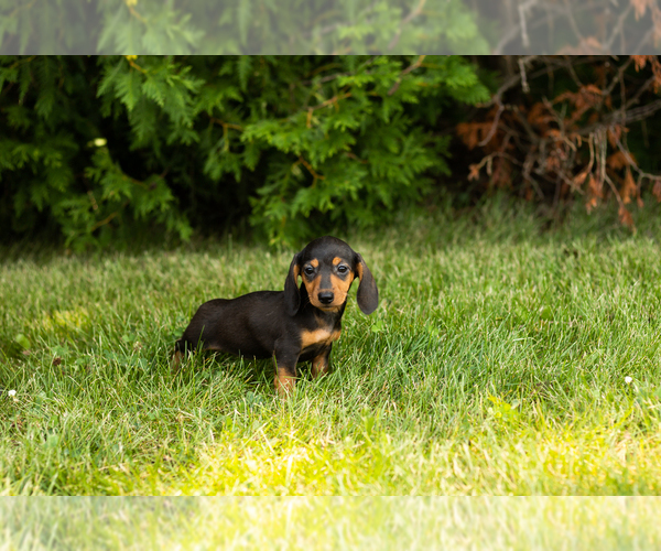 Medium Photo #13 Dachshund Puppy For Sale in MILFORD, IN, USA