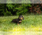 Small #12 Dachshund