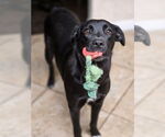 NANCY - Female Labrador Retriever-Unknown Mix Dog for Adoption - Small photo