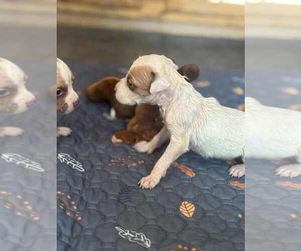 Medium Photo #1 Chihuahua-Unknown Mix Puppy For Sale in New York, NY, USA