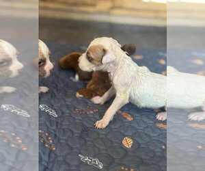 Chihuahua-Unknown Mix Dogs for adoption in New York, NY, USA