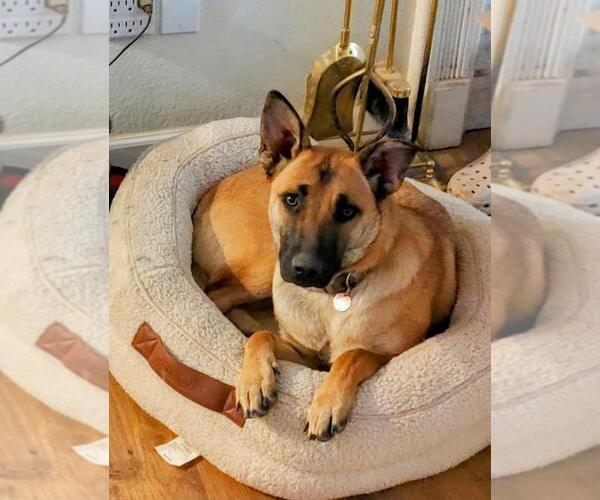 Medium Photo #2 Mutt Puppy For Sale in Imlay City, MI, USA