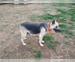 Small Photo #1 German Shepherd Dog Puppy For Sale in WOODBURN, KY, USA
