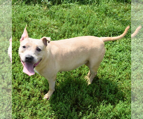 Medium Photo #5 American Bulldog-American Staffordshire Terrier Mix Puppy For Sale in Huntley, IL, USA