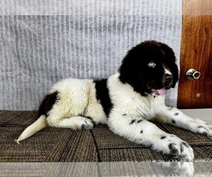 Newfoundland Puppy for sale in ROCKVILLE, IN, USA