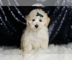 Puppy Mochi Maltipoo (Miniature)