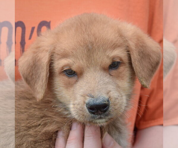 Medium Photo #6 Golden Shepherd Puppy For Sale in Huntley, IL, USA