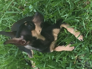 Chiweenie Puppy for sale in WELLINGTON, FL, USA