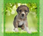 Small Photo #73 Bernedoodle (Miniature) Puppy For Sale in BLACK FOREST, CO, USA