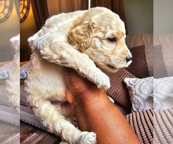 Medium Photo #3 Poodle (Standard) Puppy For Sale in MILWAUKEE, WI, USA