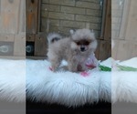 Small Photo #14 Pomeranian Puppy For Sale in CARTHAGE, TX, USA