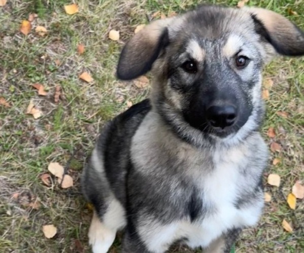 Medium Photo #3 Alaskan Malamute-German Shepherd Dog Mix Puppy For Sale in ANCHORAGE, AK, USA