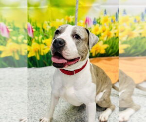 Bullboxer Pit Dogs for adoption in Manahawkin, NJ, USA