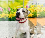 Small Bullboxer Pit