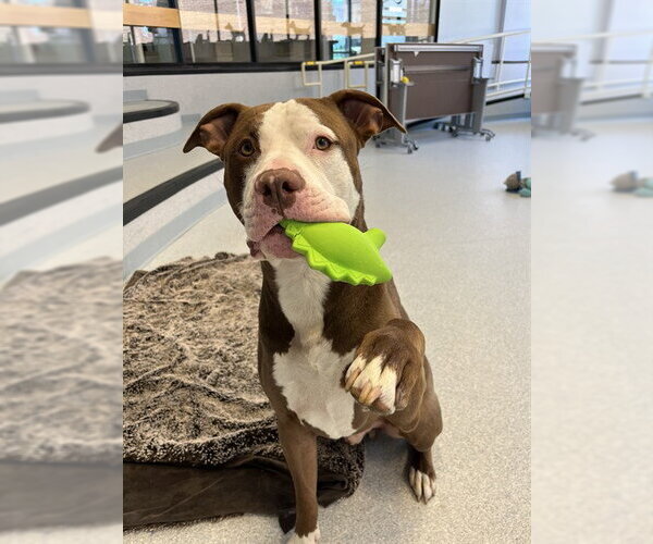Medium Photo #1 American Bulldog-Unknown Mix Puppy For Sale in Toronto, Ontario, Canada