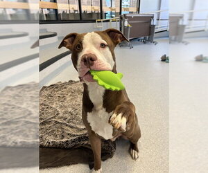 American Bulldog-Unknown Mix Dogs for adoption in Toronto, Ontario, Canada