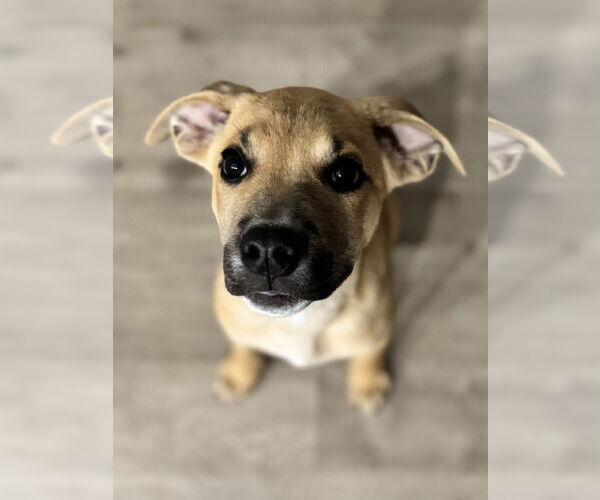 Medium Photo #3 Mutt Puppy For Sale in Columbus, IN, USA