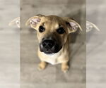 Small #2 Mutt