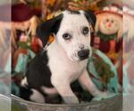 Small #2 Labrador Retriever Mix