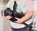 Small Photo #5 Mutt Puppy For Sale in Huntley, IL, USA