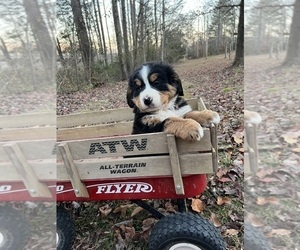Bernese Mountain Dog Puppy for sale in LAWRENCEBURG, TN, USA