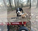 Small Bernese Mountain Dog
