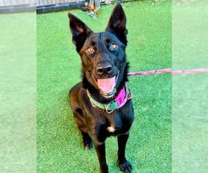 Shollie Dogs for adoption in Sacramento, CA, USA