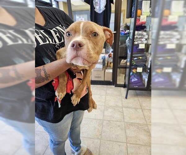 Medium Photo #1 American Pit Bull Terrier Puppy For Sale in Norfolk, VA, USA