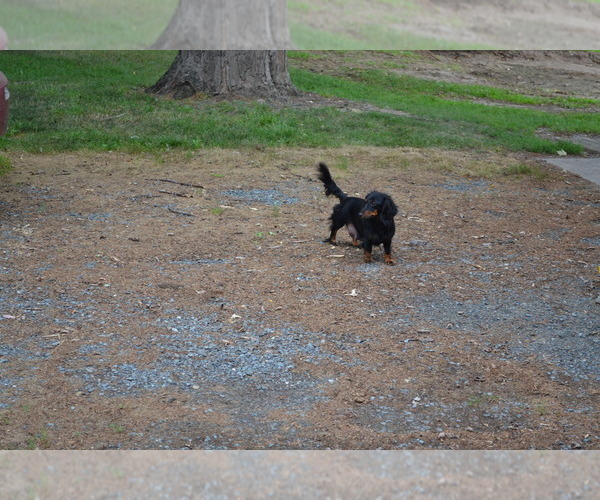 Medium Photo #1 Dachshund Puppy For Sale in GREENWOOD, WI, USA