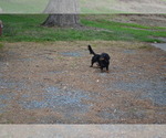 Small Photo #1 Dachshund Puppy For Sale in GREENWOOD, WI, USA