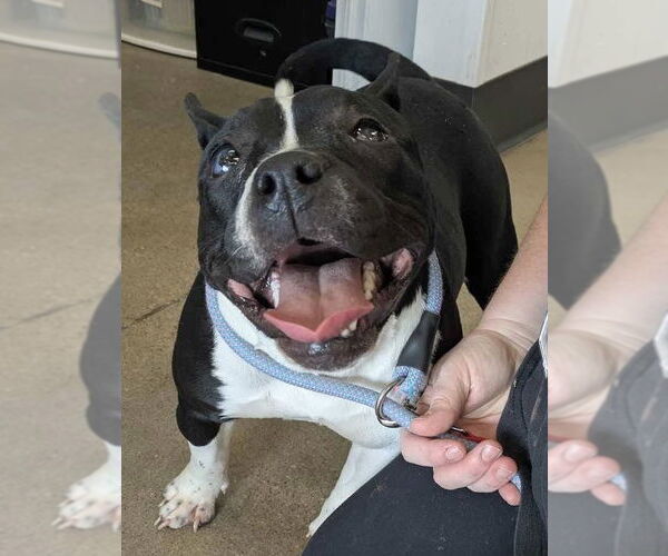 Medium Photo #7 American Staffordshire Terrier-Boston Terrier Mix Puppy For Sale in North Olmsted, OH, USA