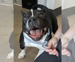 Small #6 American Staffordshire Terrier-Boston Terrier Mix