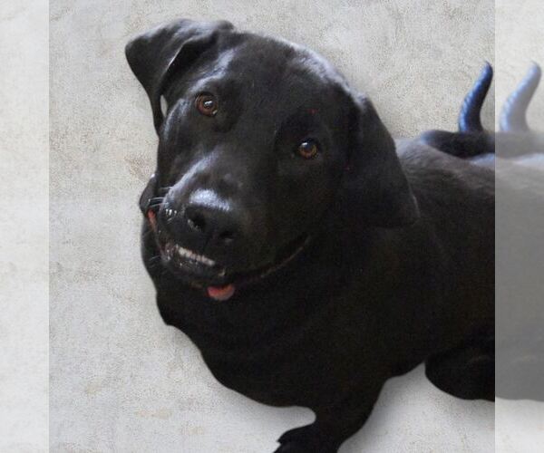 Medium Photo #4 Labrador Retriever-Unknown Mix Puppy For Sale in Monticello, MS, USA