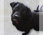 Small #3 Labrador Retriever Mix