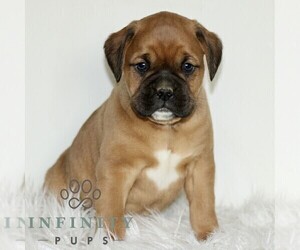 Boxador Puppy for sale in NEW HOLLAND, PA, USA