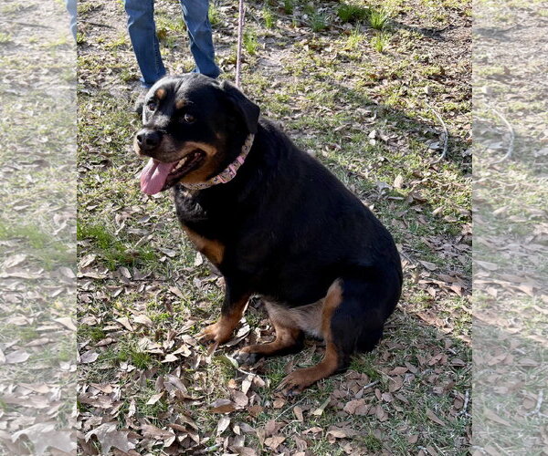 Medium Photo #6 Rottweiler-Unknown Mix Puppy For Sale in Oakhurst, NJ, USA