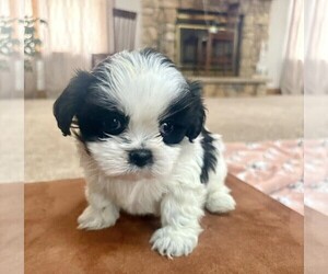 Shih Tzu Puppy for sale in HUMBOLDT, IA, USA