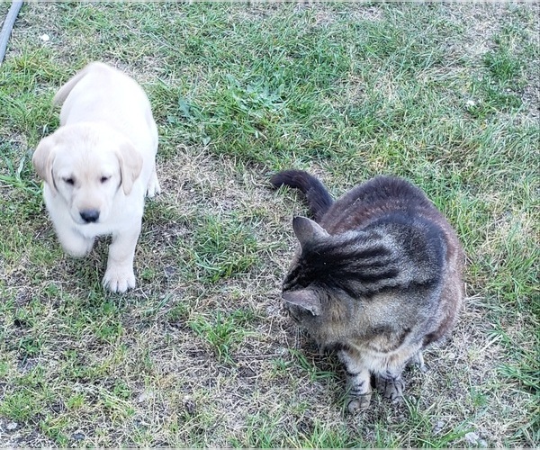 Medium Photo #8 Labrador Retriever Puppy For Sale in OLYMPIA, WA, USA