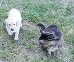 Small Photo #13 Labrador Retriever Puppy For Sale in OLYMPIA, WA, USA
